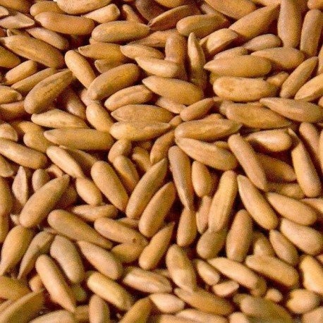 Gold Chilghoza Afghani (Pine Nut)